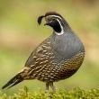 California Quail by Bob Kroll